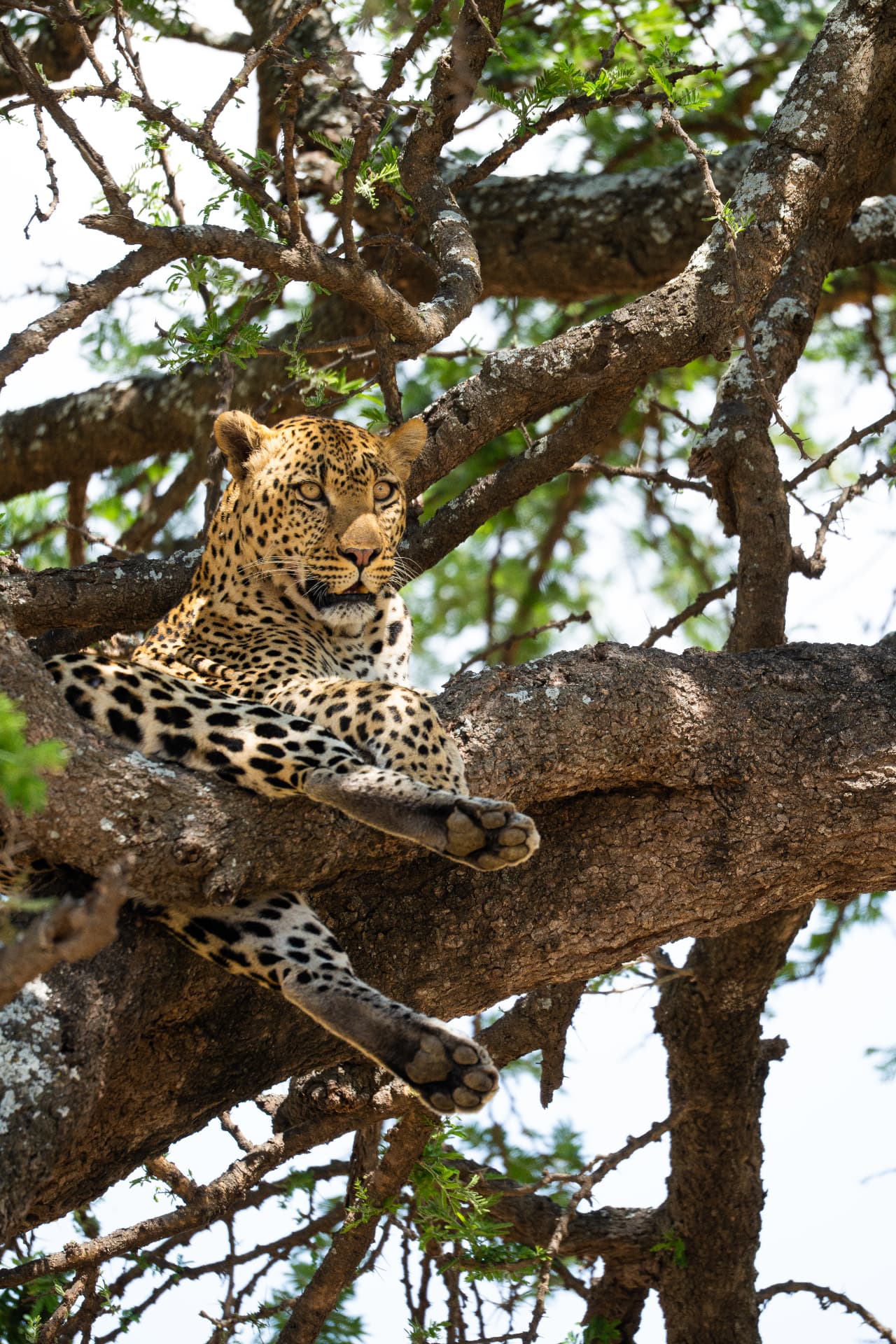 Leopard resting in an acacia tree on a luxury Tanzania safari in the Serengeti