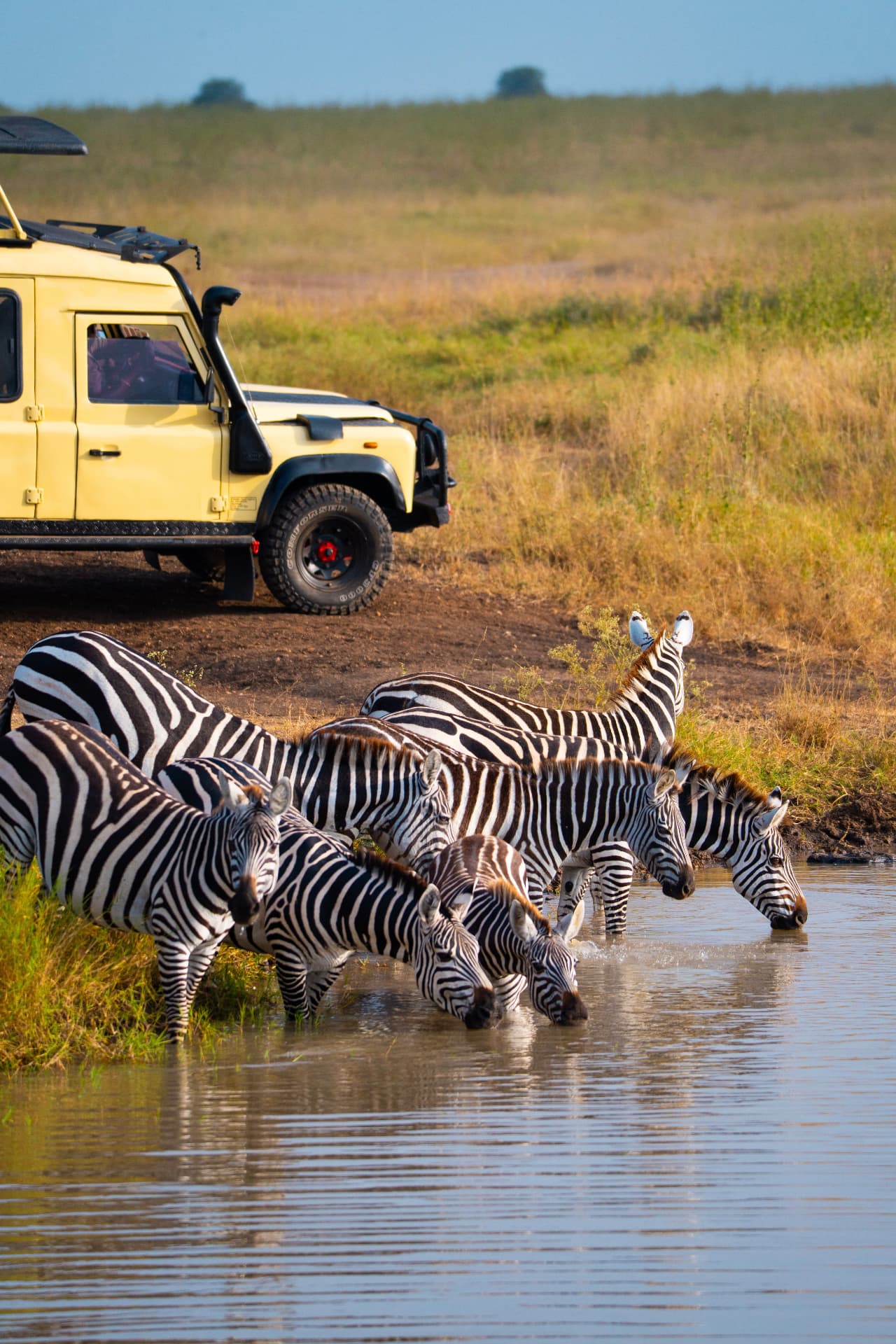 Zebras drinking at a waterhole during the Great Migration in the northern Serengeti